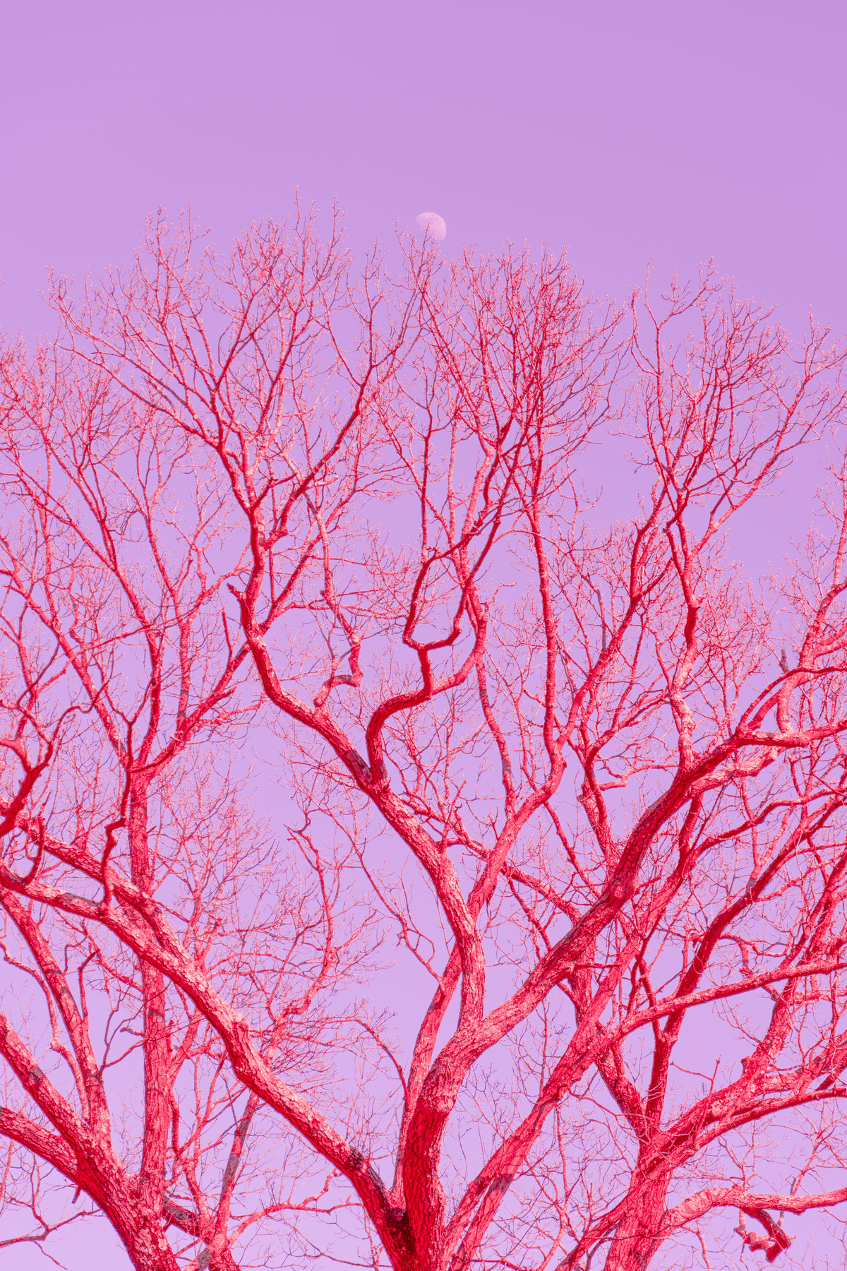 Experiments with Form, image 4