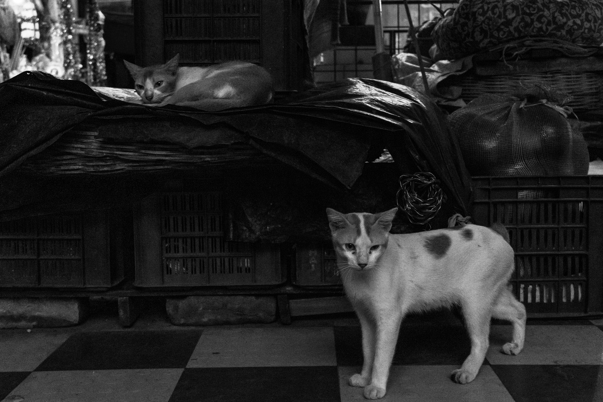 Kolkata, image 19