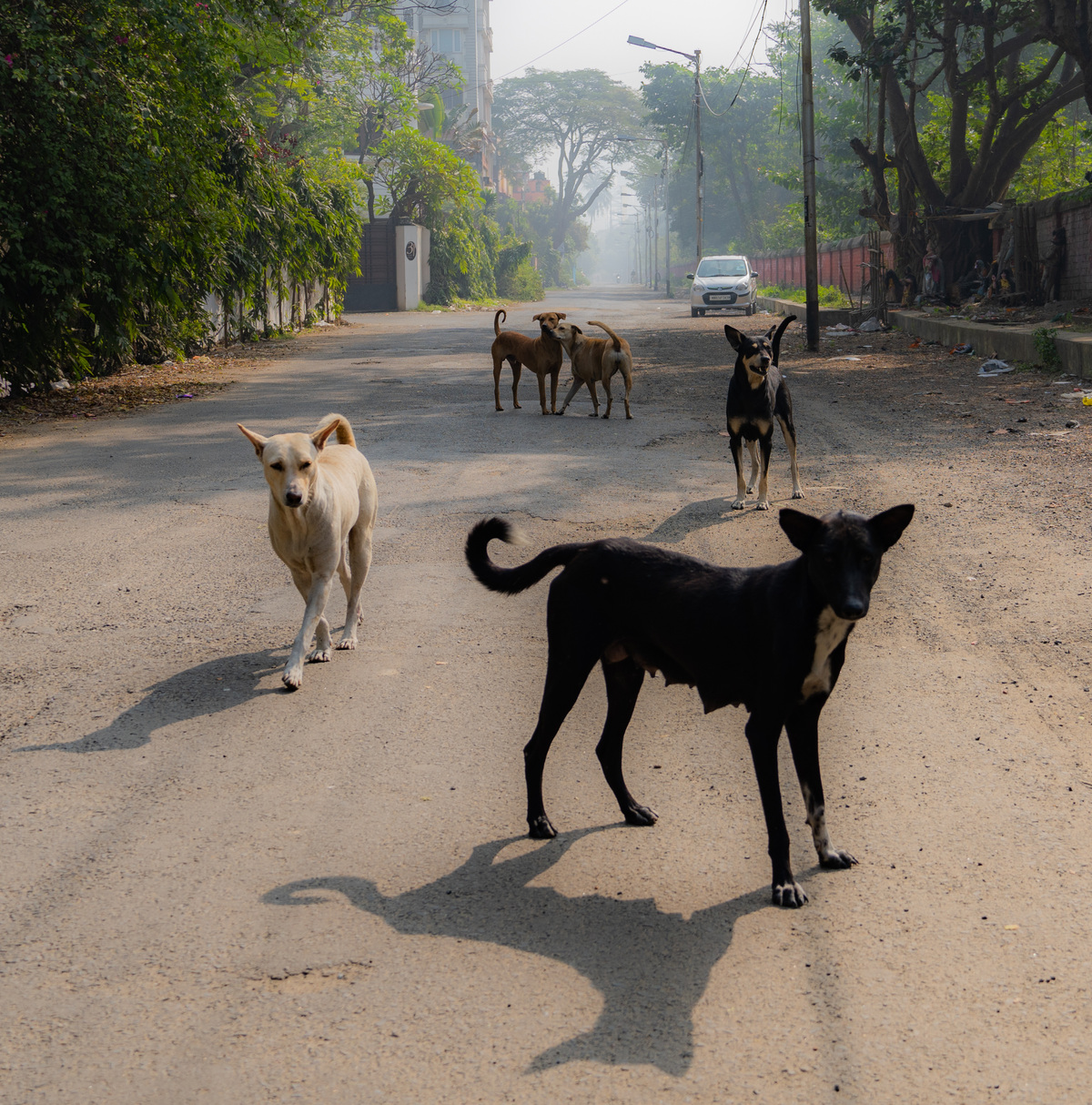 Kolkata, image 15