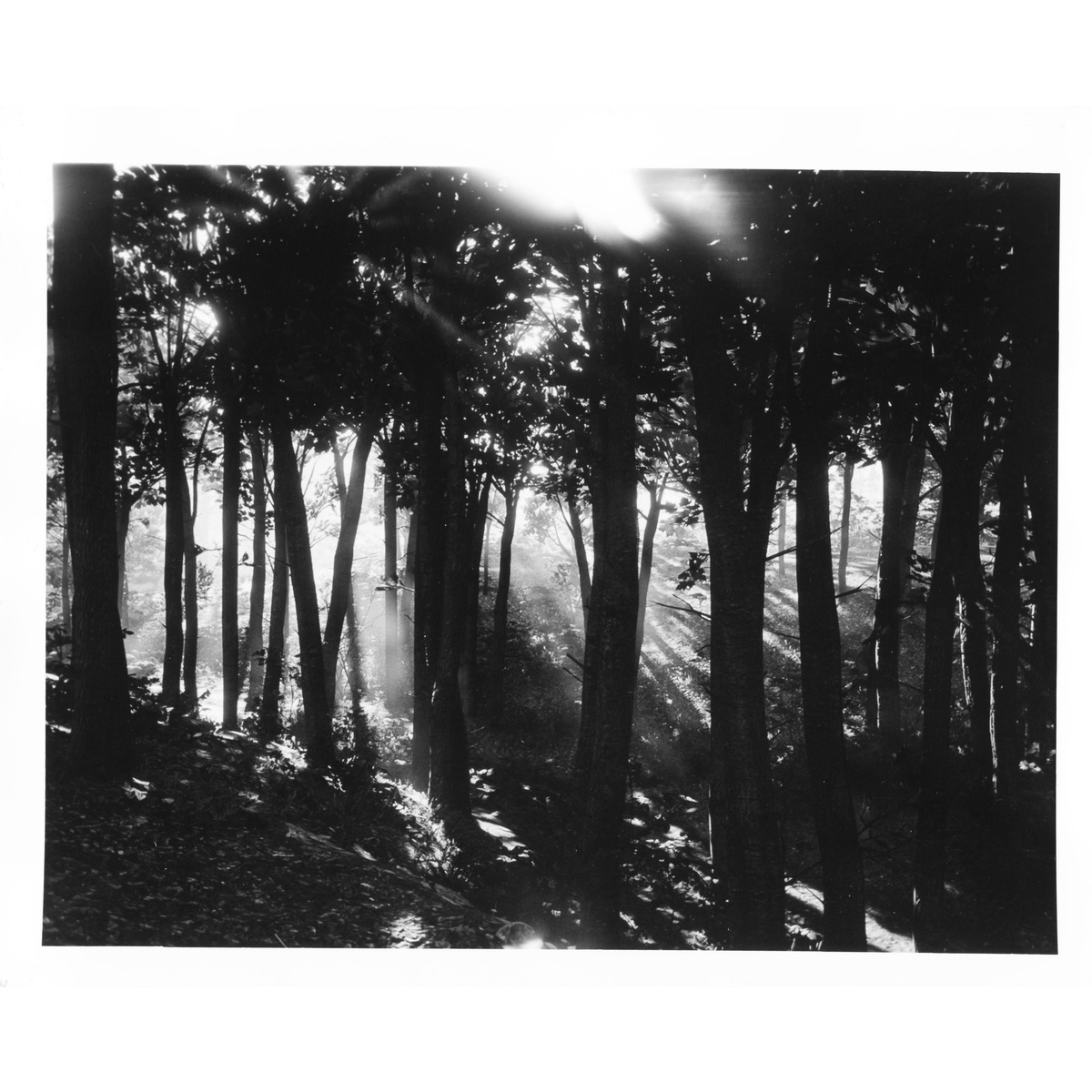 Large Format, image 2