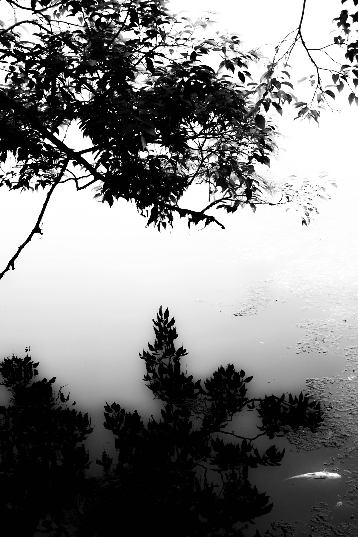 Pollution at Lake, image 3