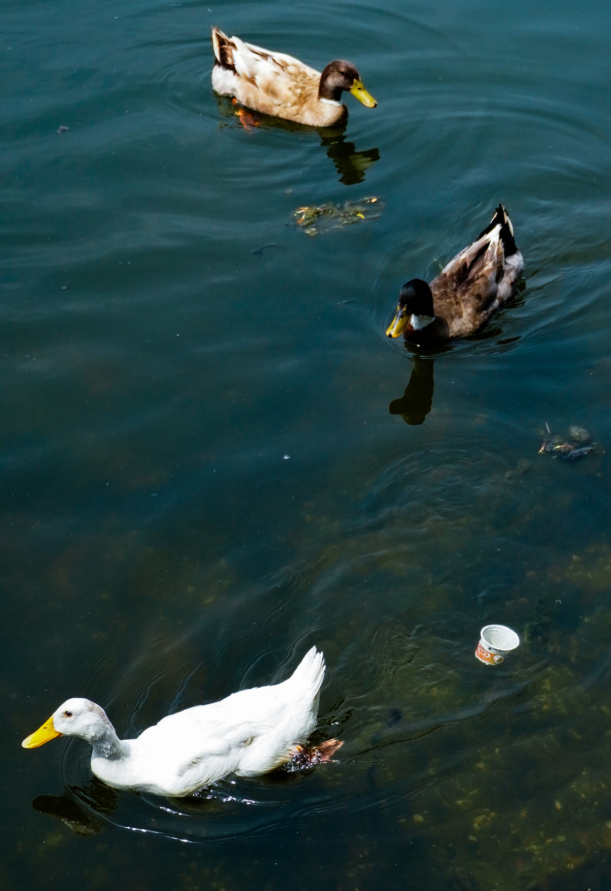 Pollution at Lake, image 5