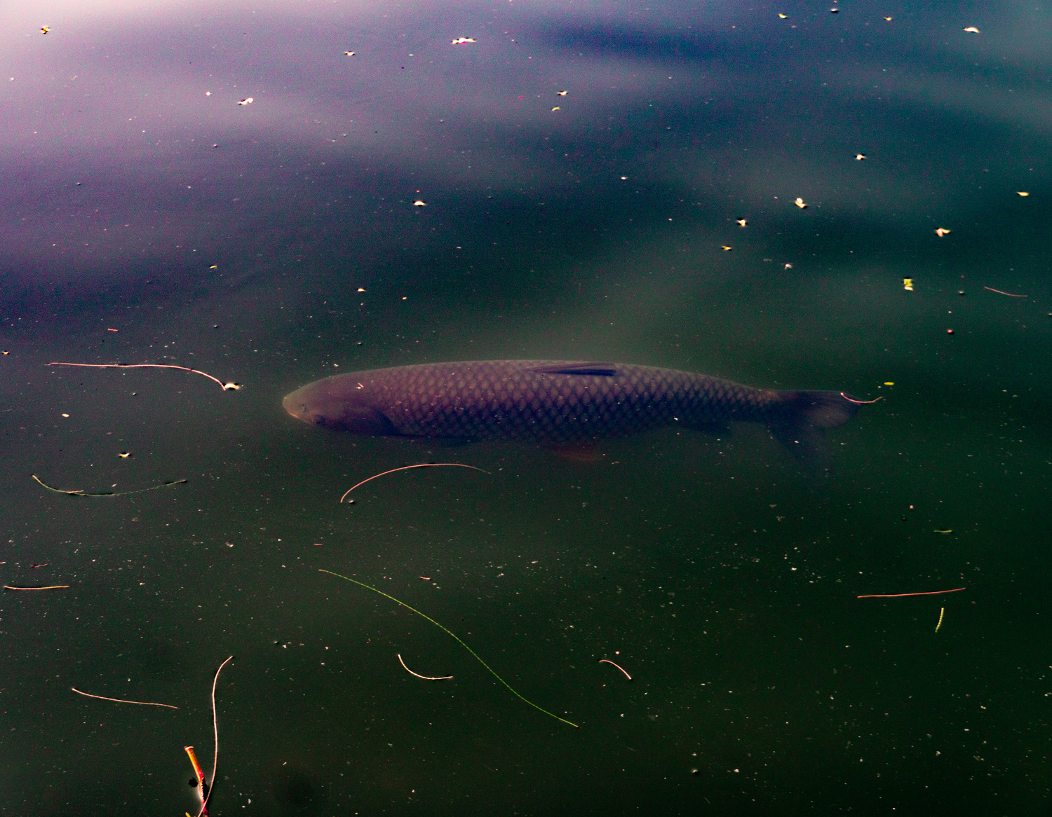 Pollution at Lake, image 6