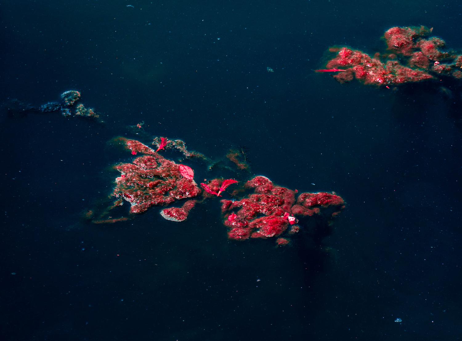 Pollution at Lake, image 1